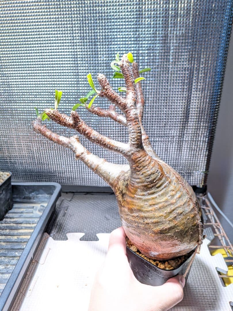 タ*ー様 パキポディウム　グラキリス現地球