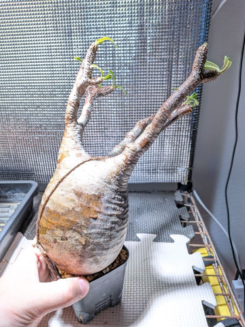 タ*ー様 パキポディウム　グラキリス現地球