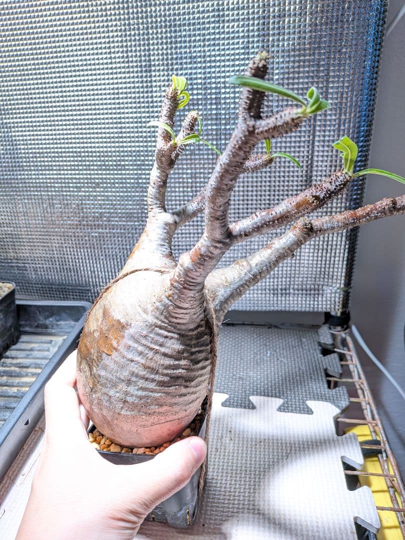 タ*ー様 パキポディウム　グラキリス現地球