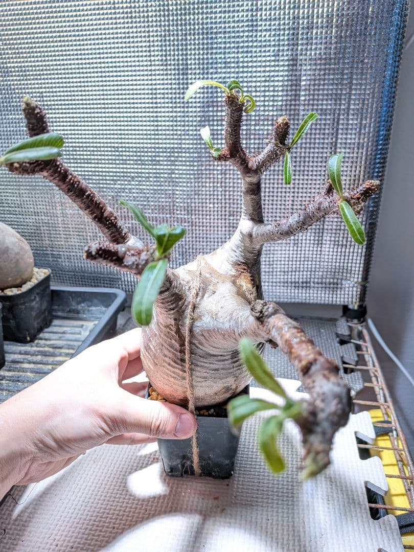 タ*ー様 パキポディウム　グラキリス現地球