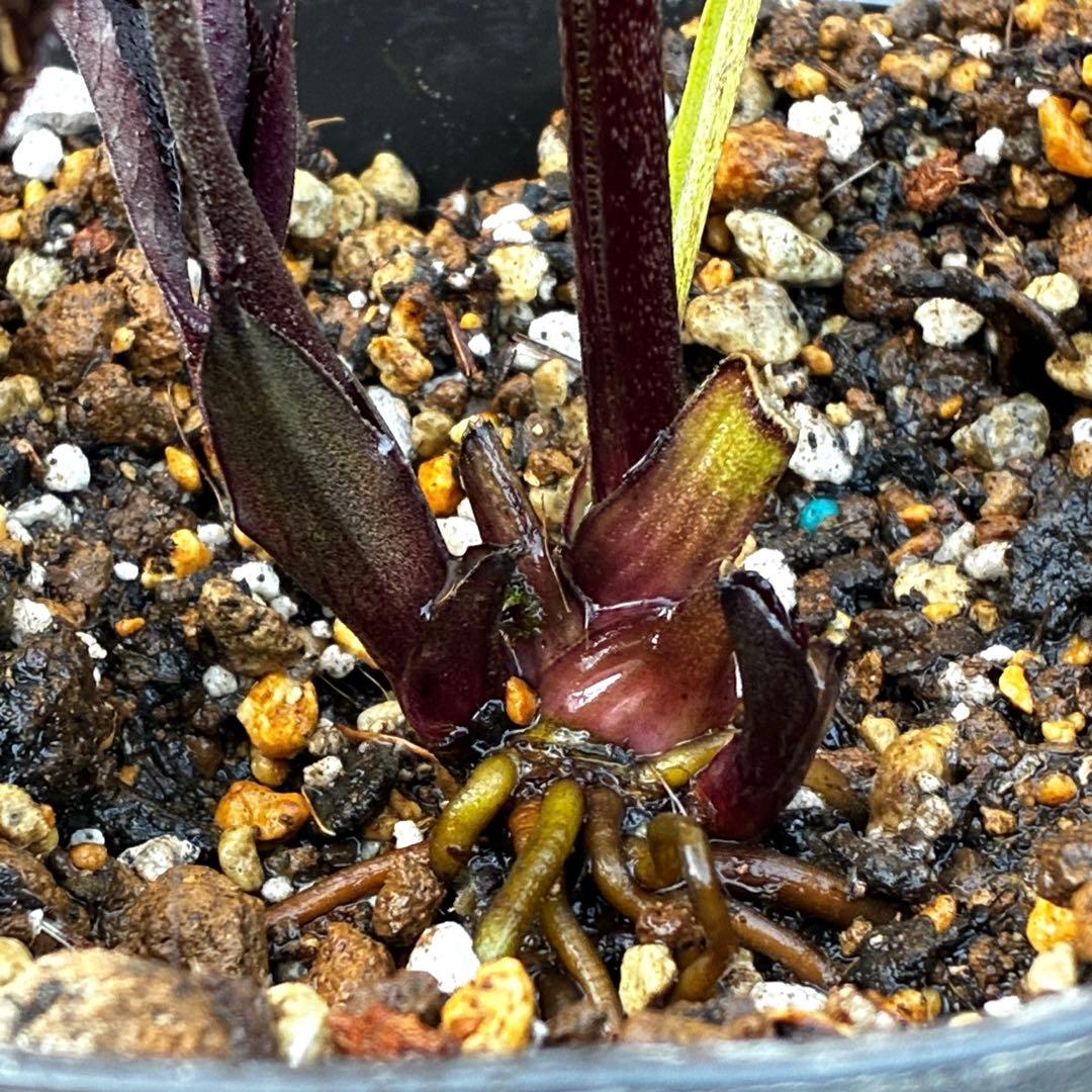 ゴ*ー様 3528☘️ラスト2☘️蕾花付☘️⭐️ブラックマジック⭐️テカテカ⭐️