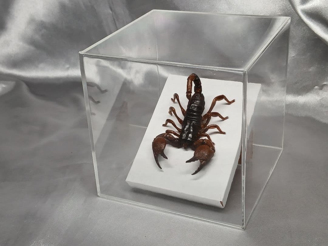 レッドクロースコーピオン　立体標本