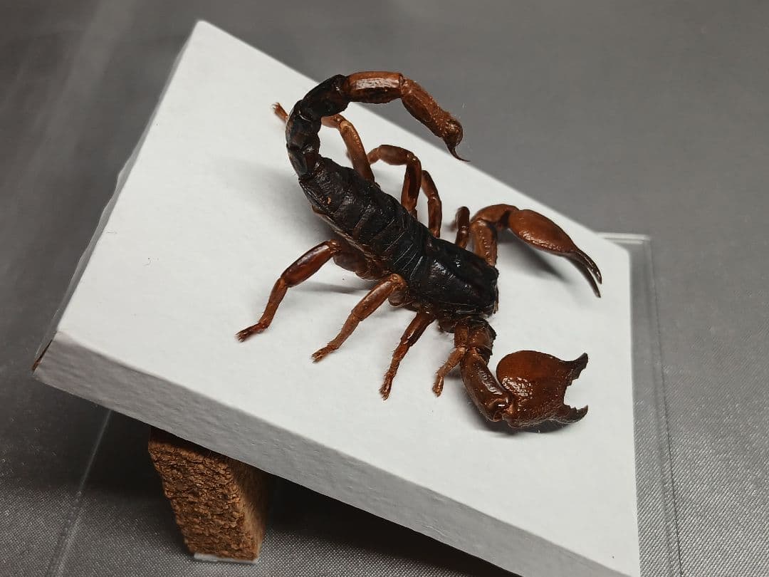 レッドクロースコーピオン　立体標本