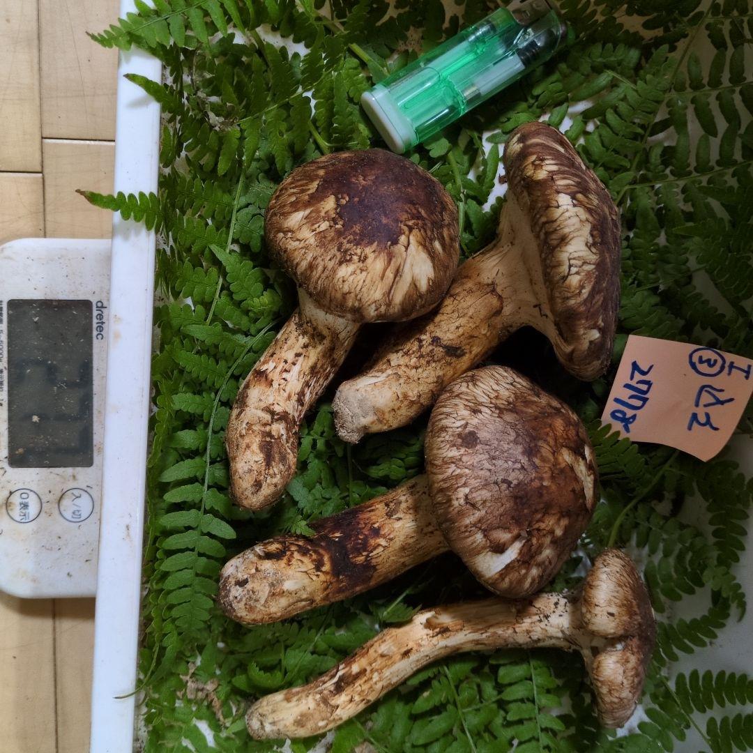 和歌山松茸 新鮮朝市　込み込み　277㌘