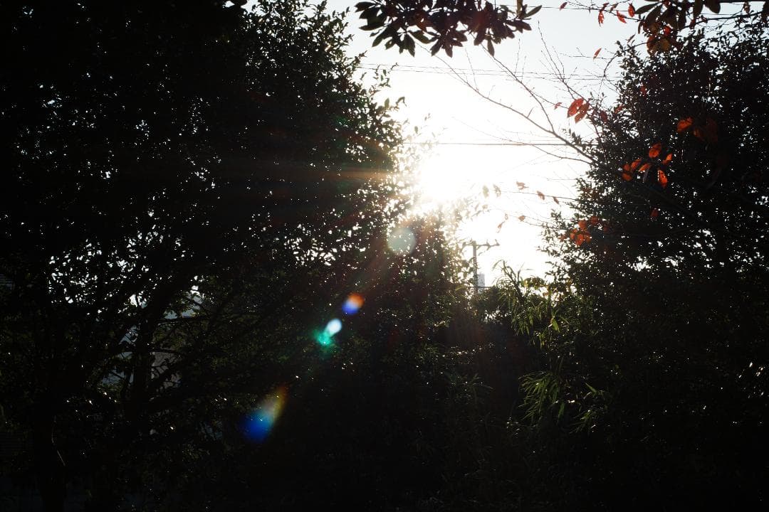 【整備＆テスト済】Minolta AF 50mm F2.8 Macro 167