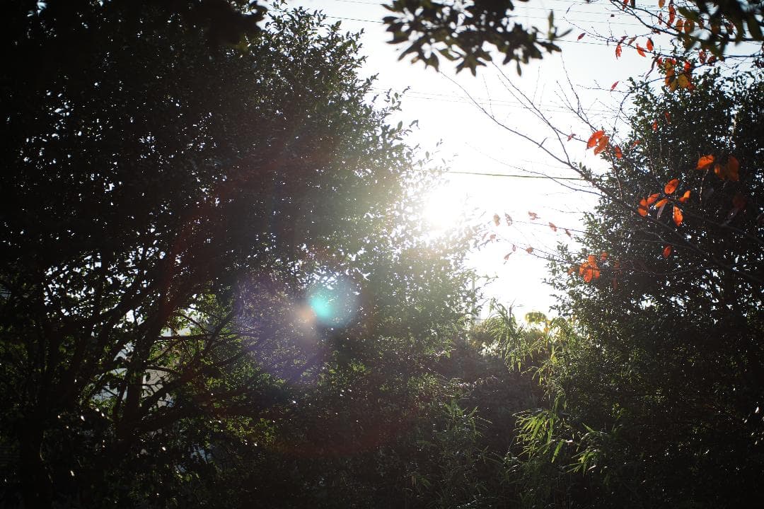 【整備＆テスト済】Minolta AF 50mm F2.8 Macro 167