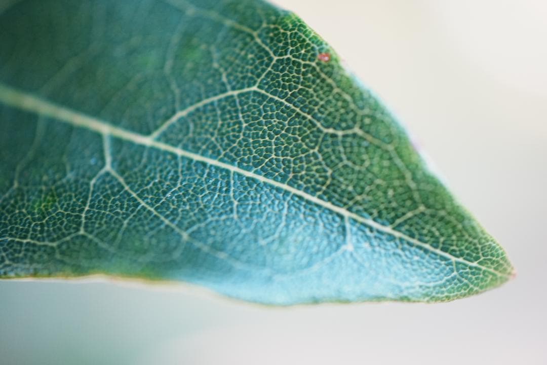 【整備＆テスト済】Minolta AF 50mm F2.8 Macro 167