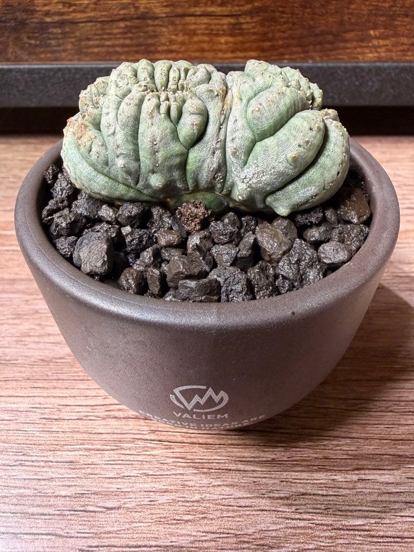 ユーフォルビアオベサ(モンスト)