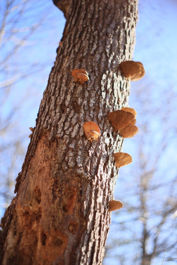 Super-Takumar 55mm F1.8 後期型 S/N：5389244