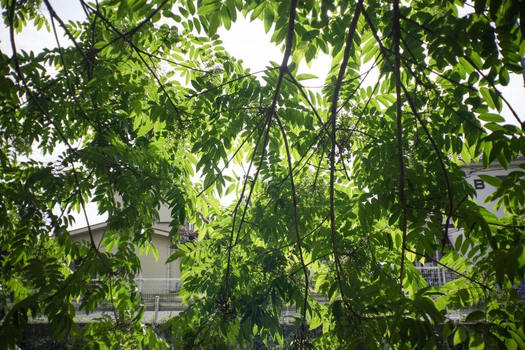 attraction Orion15 28mm f6 L ロシア広角銘玉