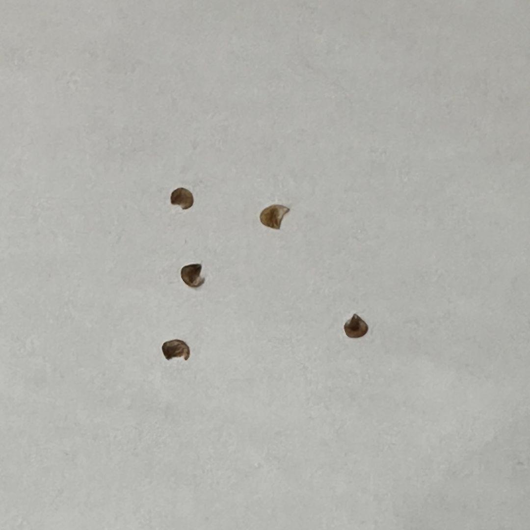 エンコリリウム アガボイデス 種子3粒　encholirium dyckia