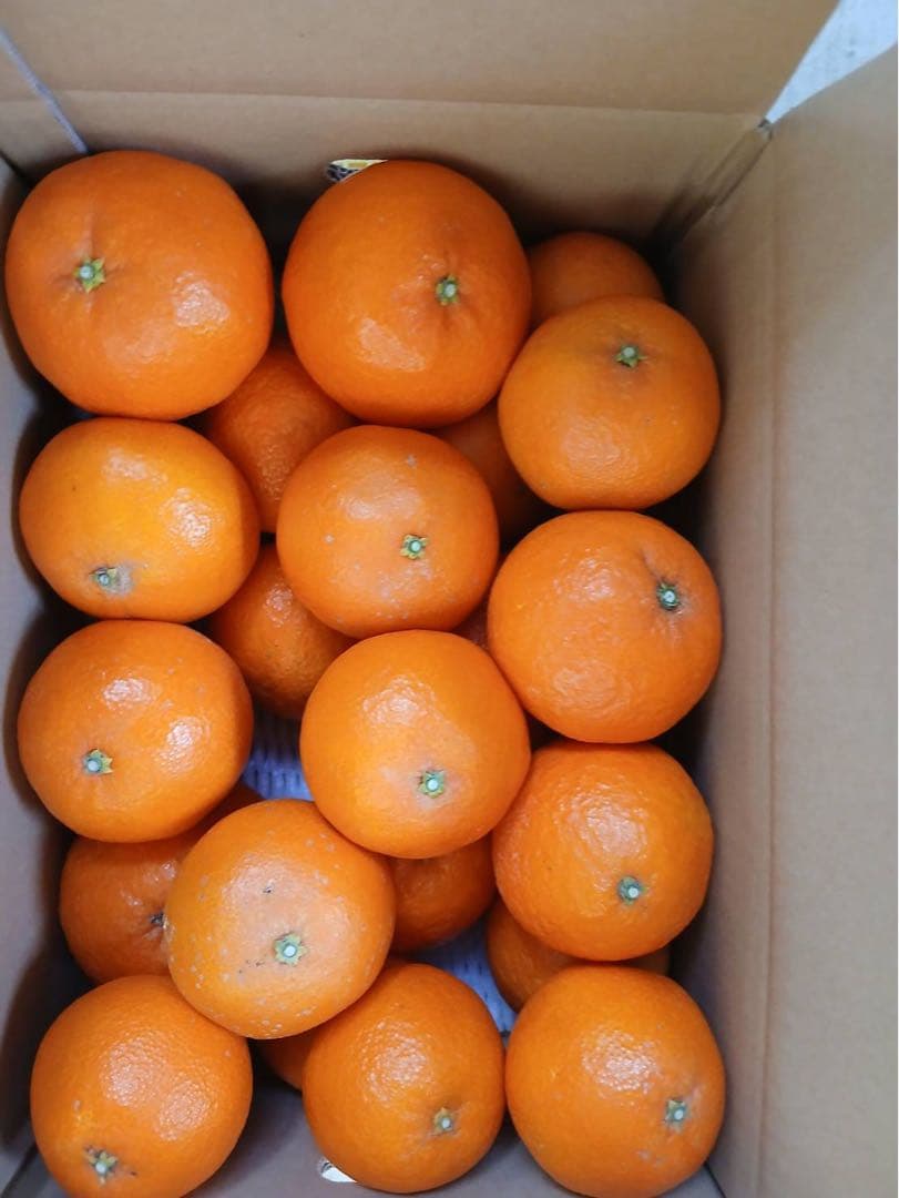 13-5+5k あいか28号みかん5キロ＆はれひめ5キロセット 北海道料金