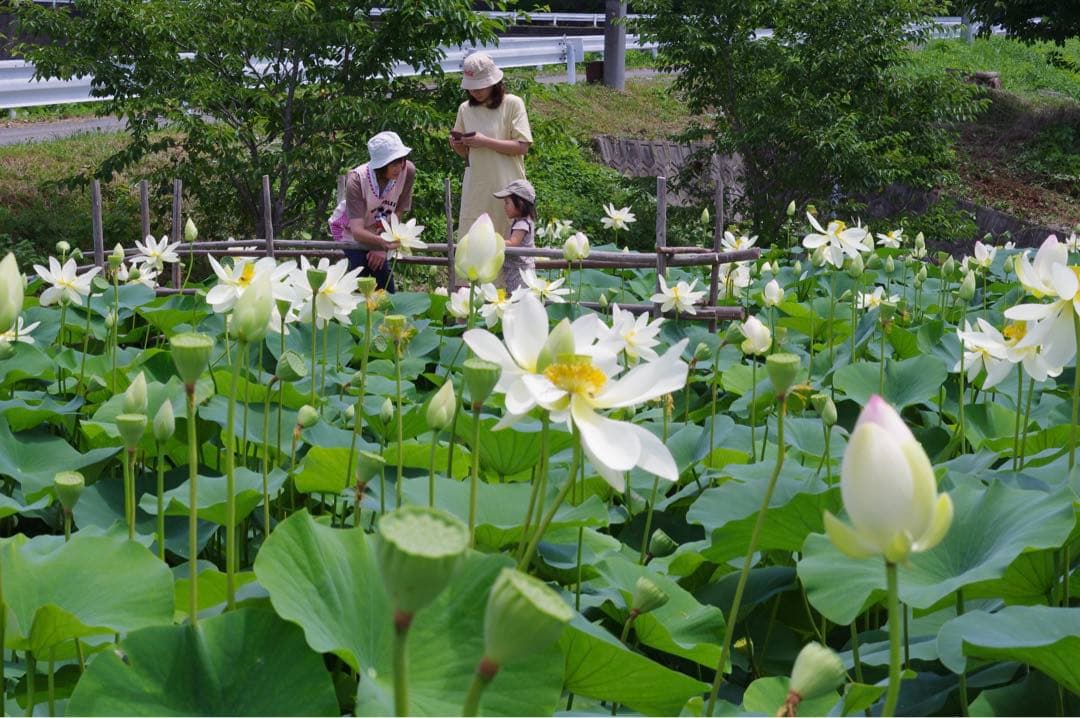 【れんげ米　玄米20.0kg コシヒカリ又はあさひの夢】　農薬不使用