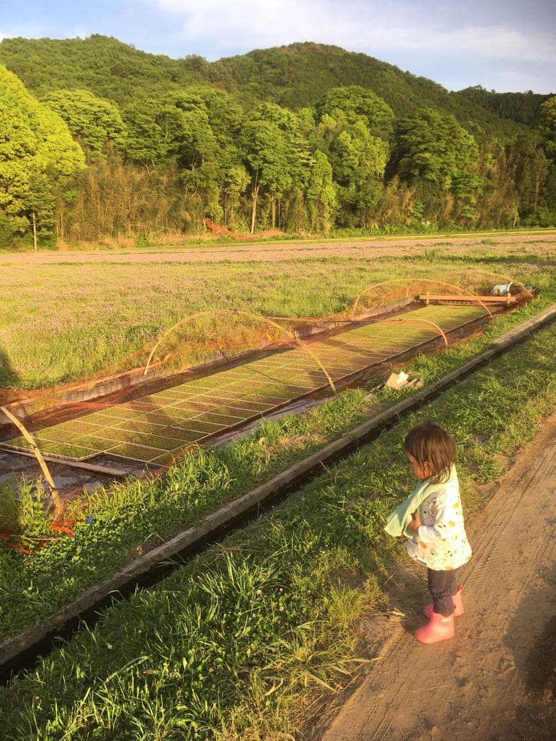 【れんげ米　玄米20.0kg コシヒカリ又はあさひの夢】　農薬不使用