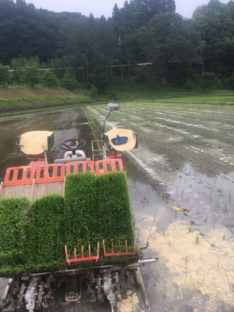 【れんげ米　玄米20.0kg コシヒカリ又はあさひの夢】　農薬不使用