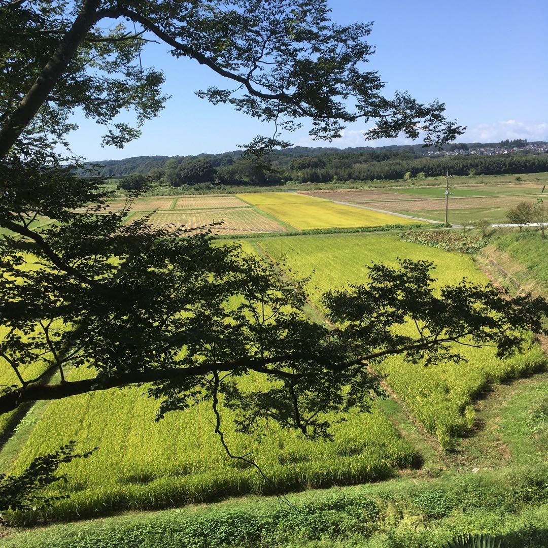 【れんげ米　玄米20.0kg コシヒカリ又はあさひの夢】　農薬不使用