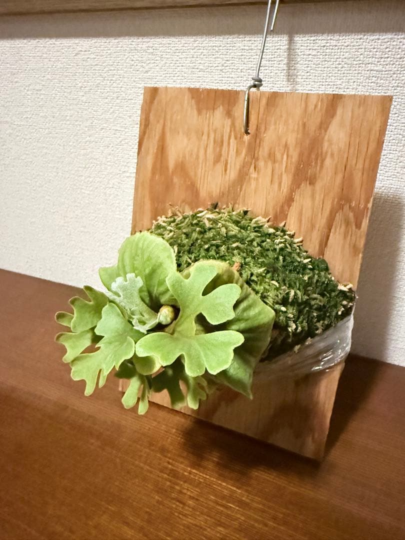 P.ridleyi dwarf silver② 自家撒き　選抜株　胞子培養