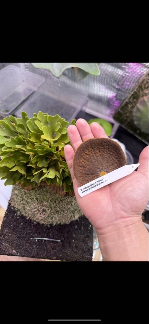 P.ridleyi dwarf silver② 自家撒き　選抜株　胞子培養