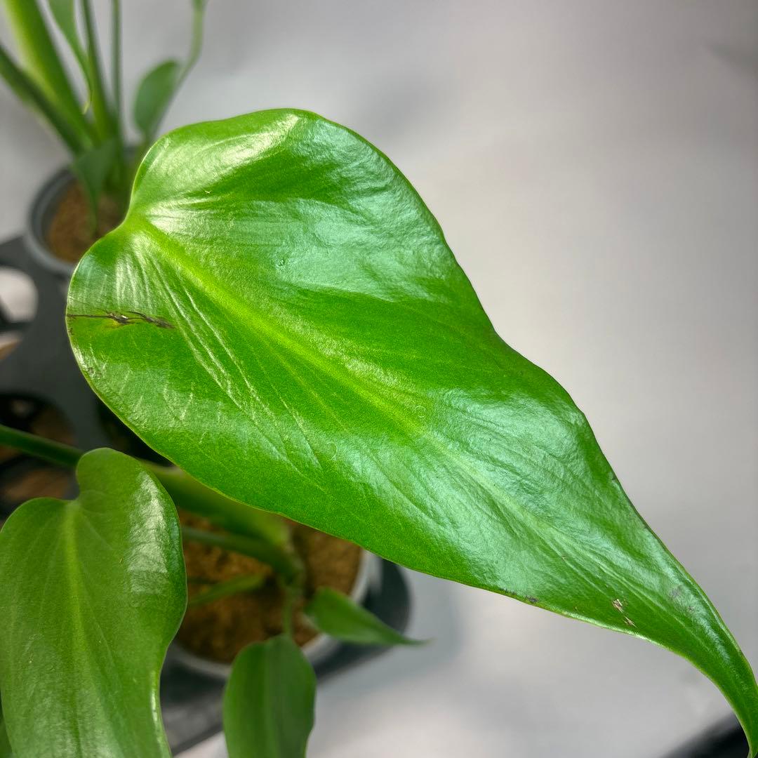 サ*イ様 5株セットms45ちょっと傷あり　モンステラ バールマルクスフレーム