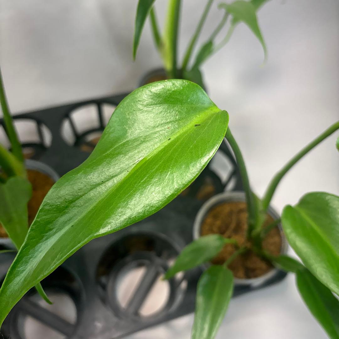 サ*イ様 5株セットms45ちょっと傷あり　モンステラ バールマルクスフレーム