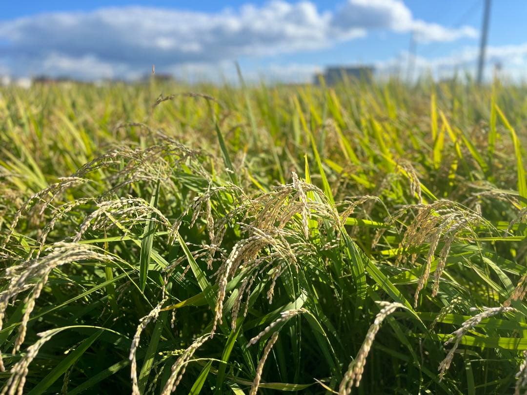 【令和7年度新米】近江米 ミルキークイーン 10kg