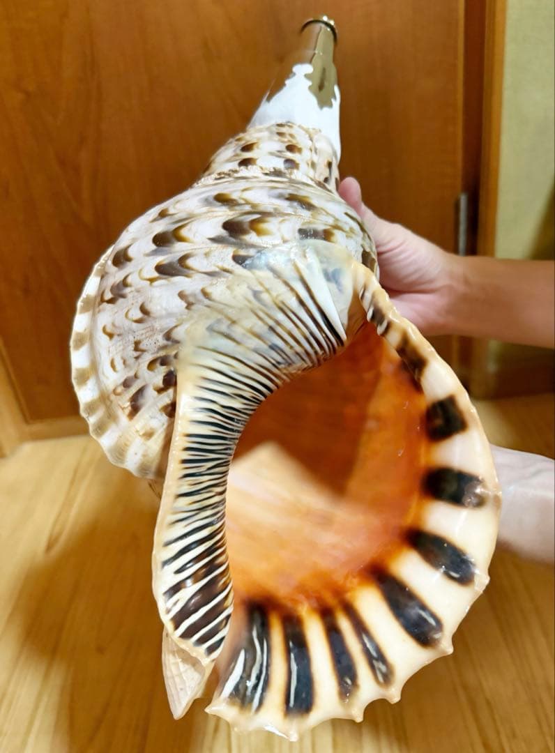 幸せウサギ専用 大型39㎝修験道法螺貝　山伏　密教　魔除け　熊よけ❣️ほら貝