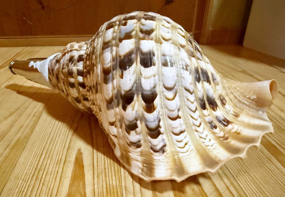 幸せウサギ専用 大型39㎝修験道法螺貝　山伏　密教　魔除け　熊よけ❣️ほら貝