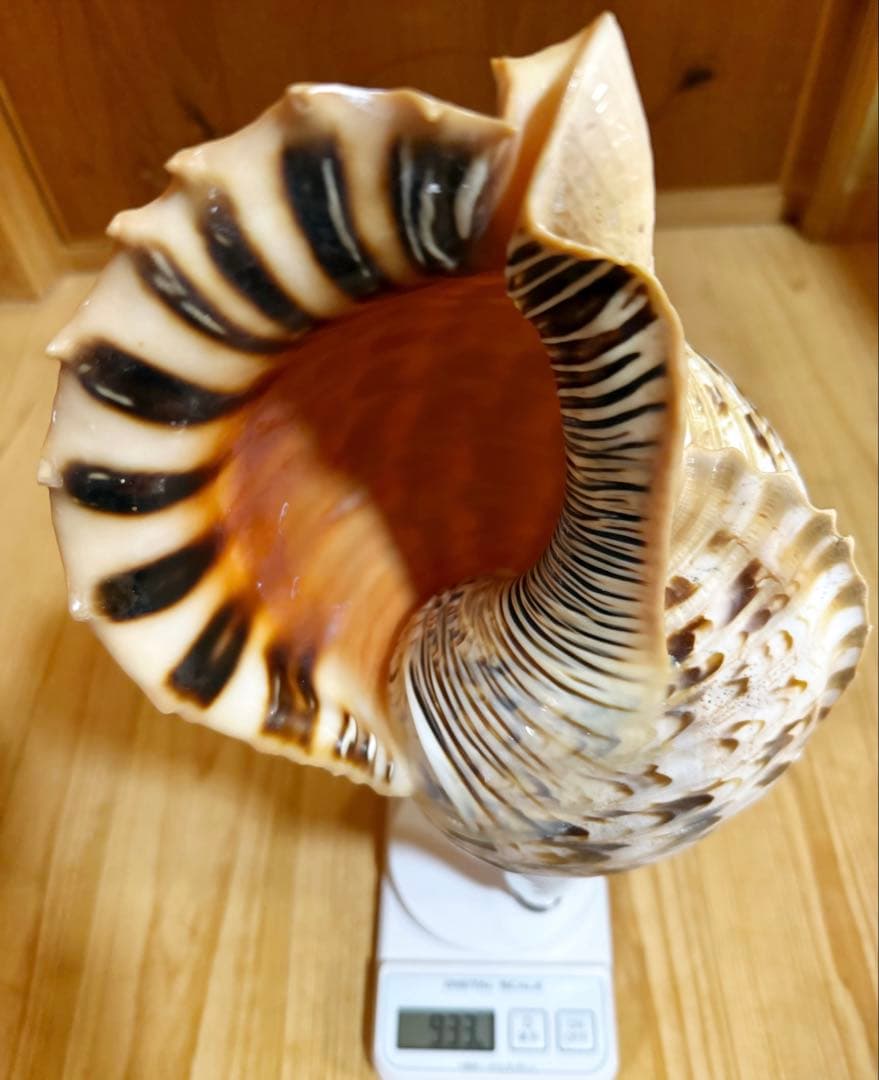 幸せウサギ専用 大型39㎝修験道法螺貝　山伏　密教　魔除け　熊よけ❣️ほら貝