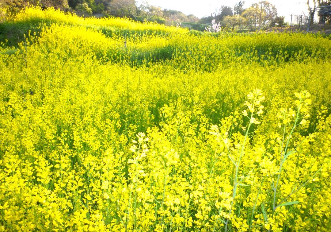 安心の日本みつばち 芳醇糖度80％ 優良品 非加熱 春はちみつ1,100g