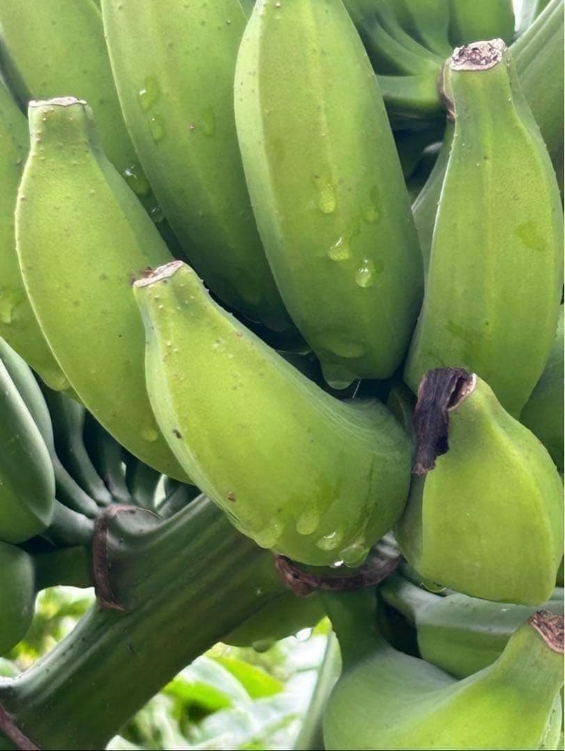 篠塚昭雄さま。5苗セット◆幻の、ゴールデンブラジル◆甘いです。耐寒強く栽培容易