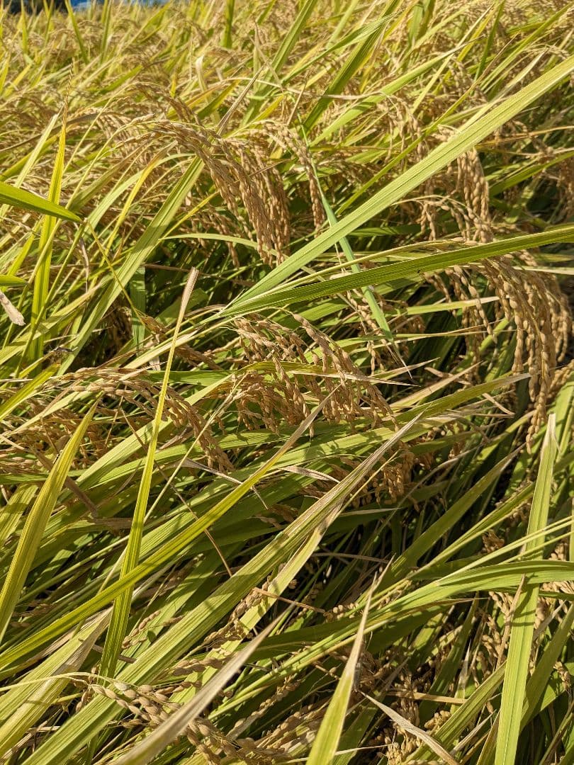 新潟県産 こしひかり 2kg✕10袋 合計20kg