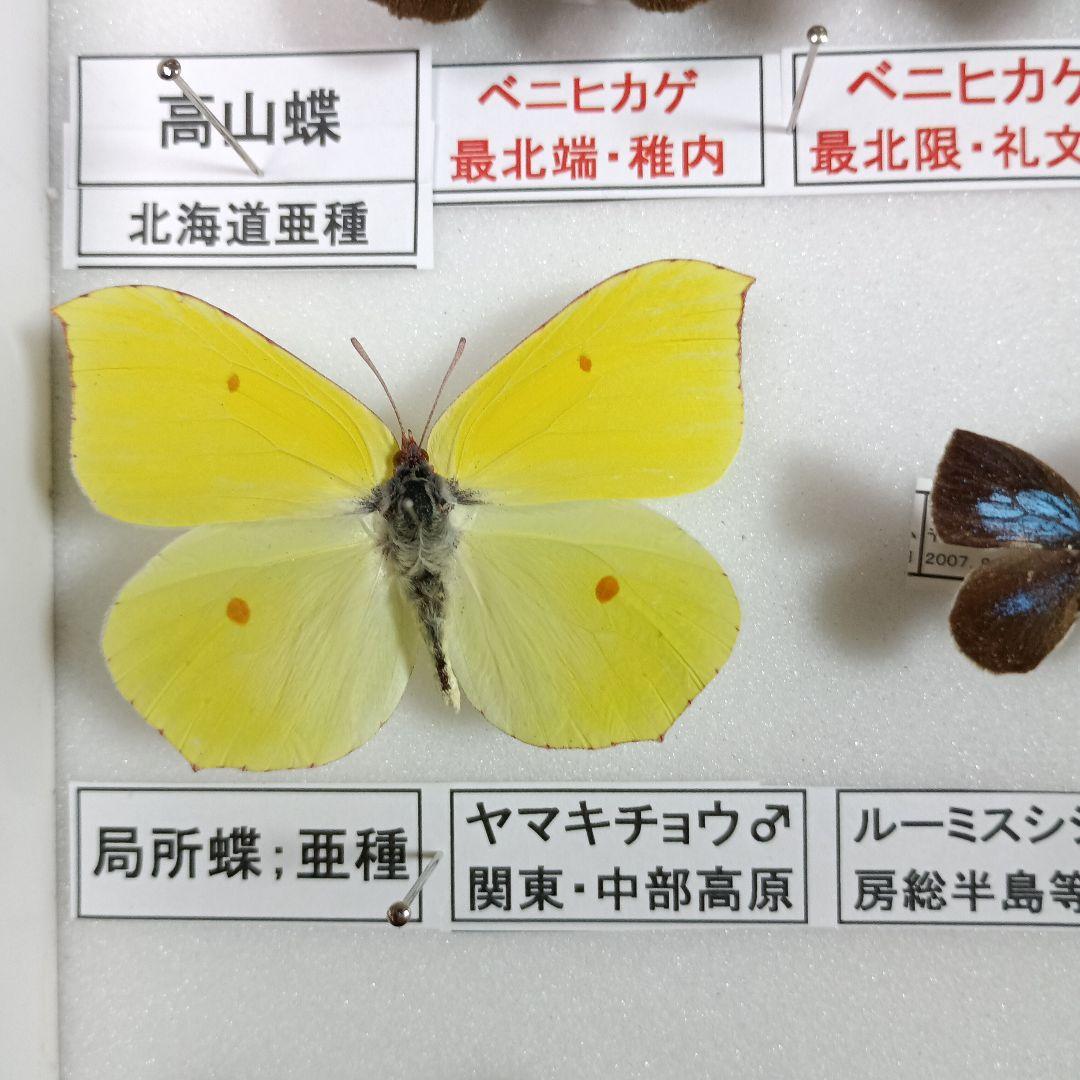 蝶の標本 年1回発生のウスバアゲハ・高山蝶・局所蝶