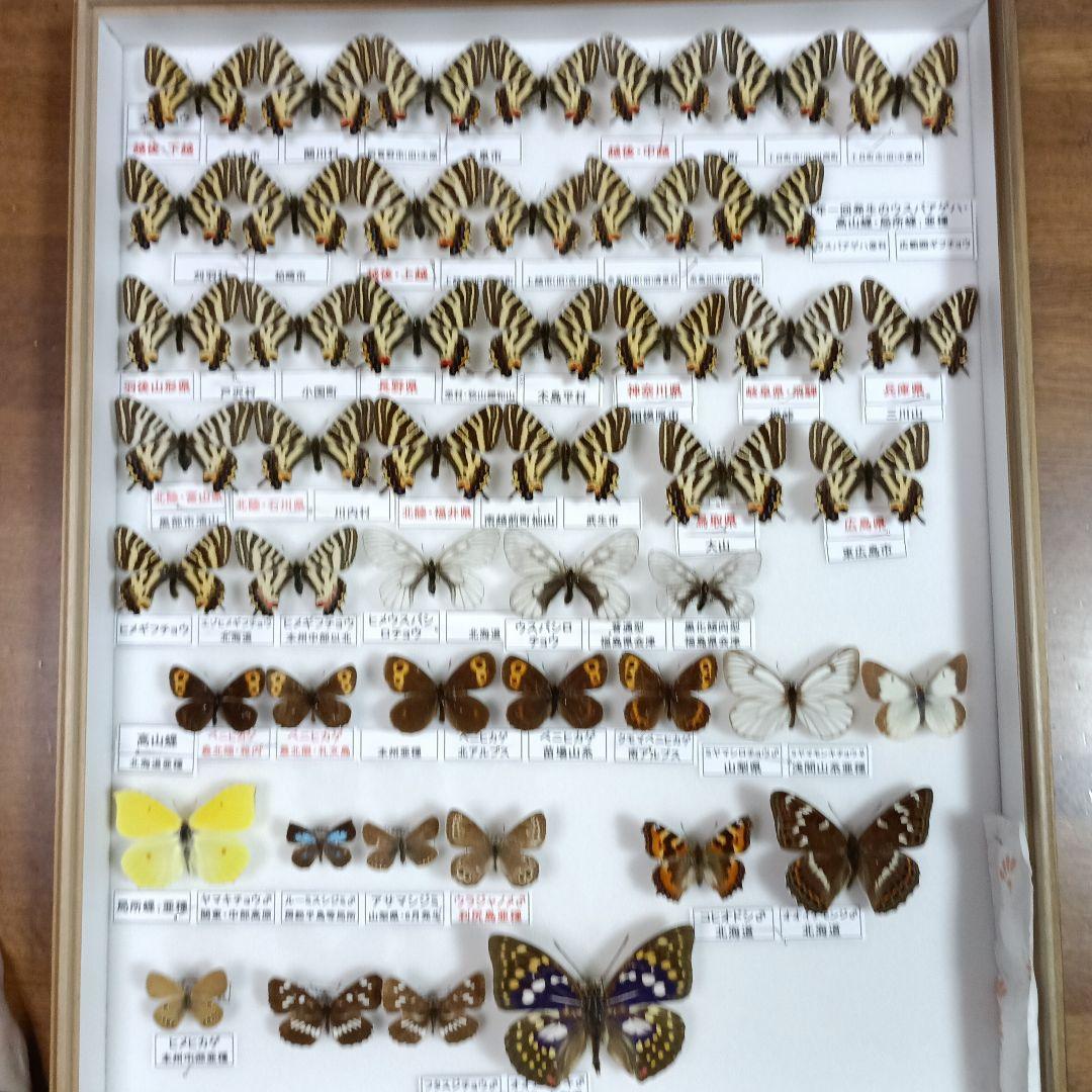 蝶の標本 年1回発生のウスバアゲハ・高山蝶・局所蝶