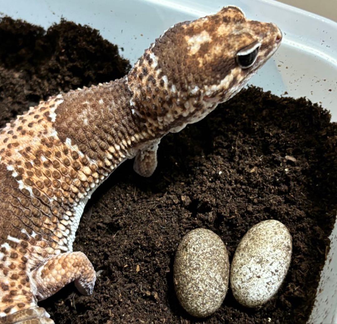 冷凍クロコL約1000匹1kg冷凍コオロギ