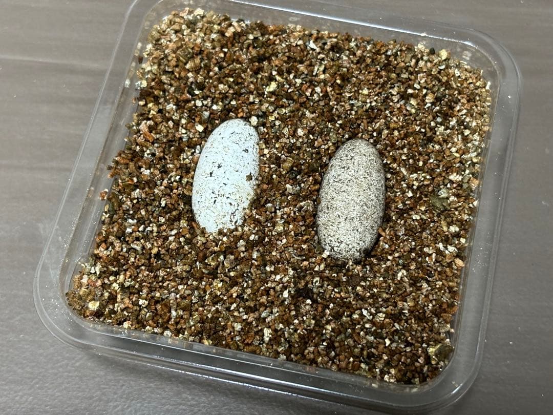 冷凍クロコL約1000匹1kg冷凍コオロギ