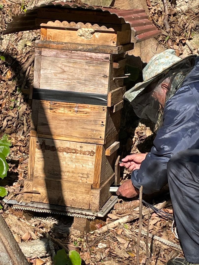 日本蜜蜂 純正ハチミツ 宮崎産山蜜　600g×2