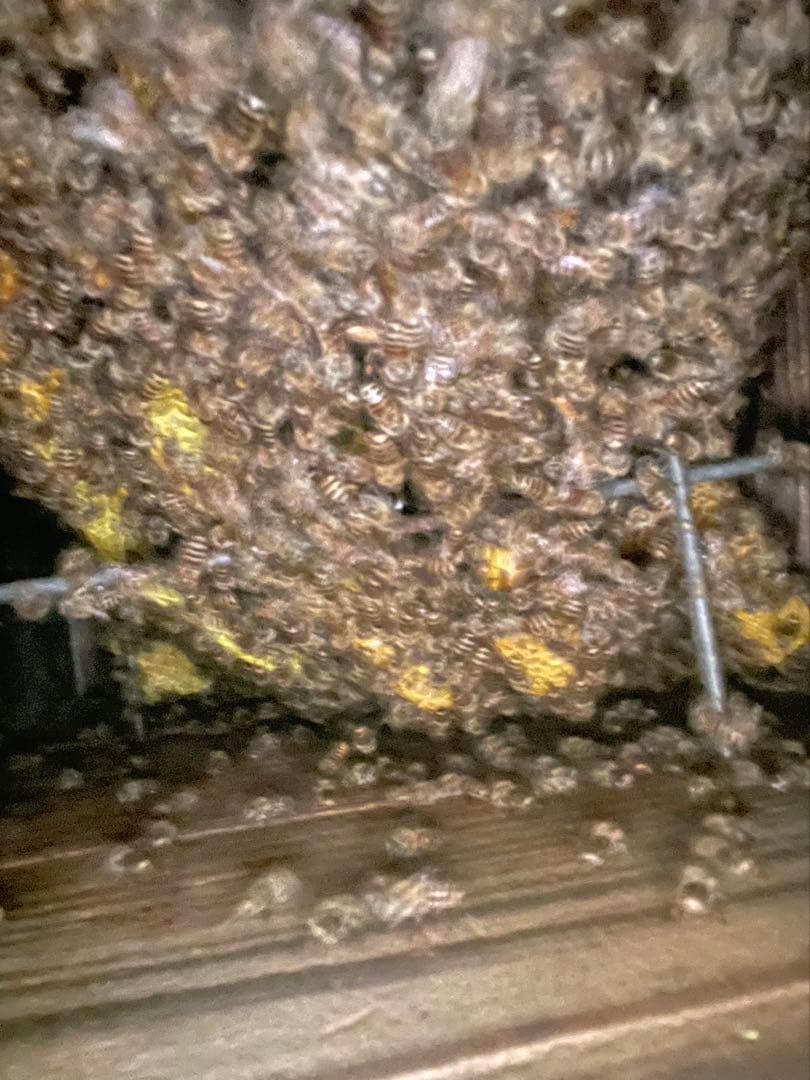 日本蜜蜂 純正ハチミツ 宮崎産山蜜　600g×2