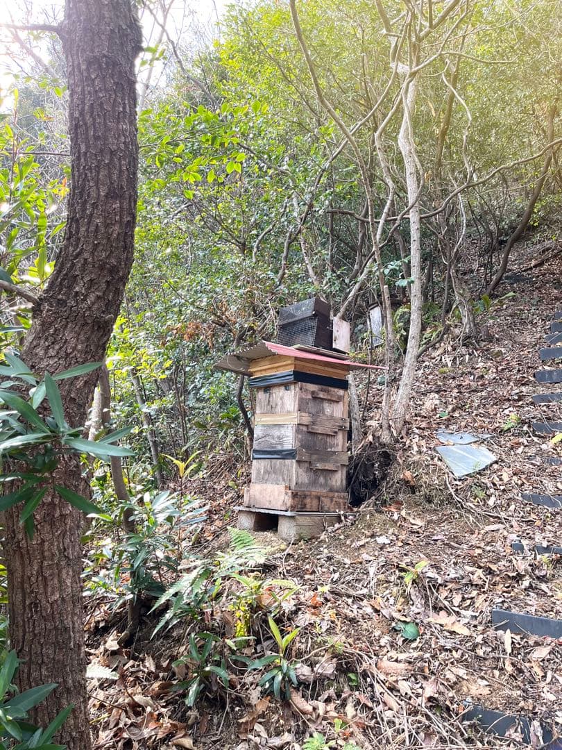 日本蜜蜂 純正ハチミツ 宮崎産山蜜　600g×2