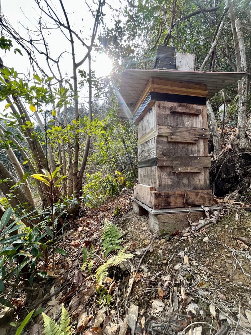 日本蜜蜂 純正ハチミツ 宮崎産山蜜　600g×2
