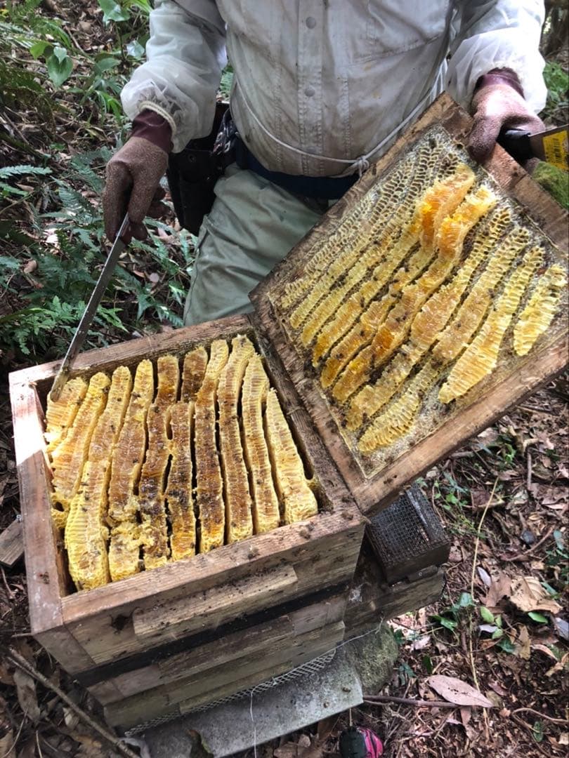 日本蜜蜂 純正ハチミツ 宮崎産山蜜　600g×2