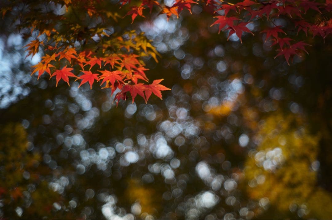 NIKKOR-H C 1:2 f=5cm レンズ