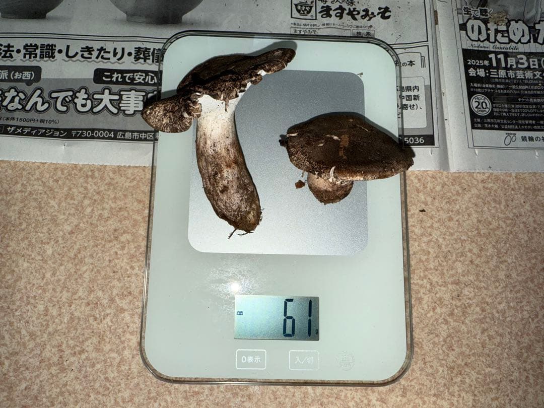 松竹梅さん専用　広島県産松茸　230グラム　＋クロカワ　61グラム