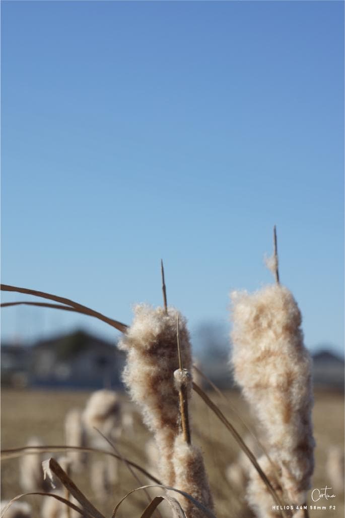 HELIOS ヘリオス 44M 58mm F2 M42マウント ぐるぐるボケ