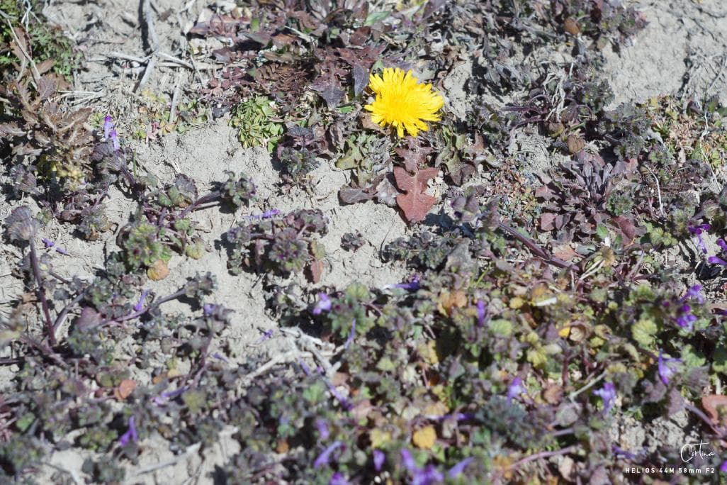 HELIOS ヘリオス 44M 58mm F2 M42マウント ぐるぐるボケ