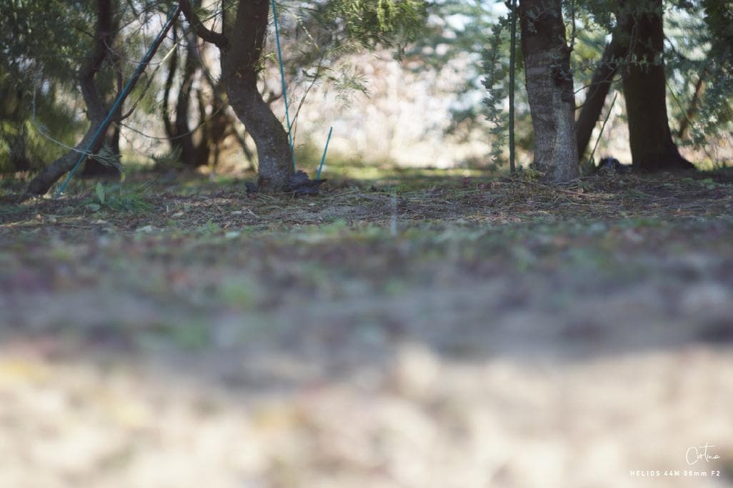 HELIOS ヘリオス 44M 58mm F2 M42マウント ぐるぐるボケ