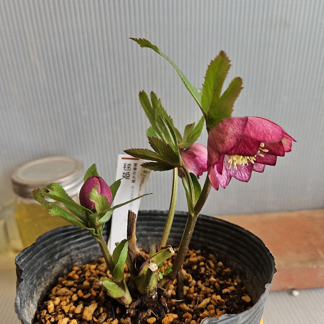 ㉖-291クリスマスローズ