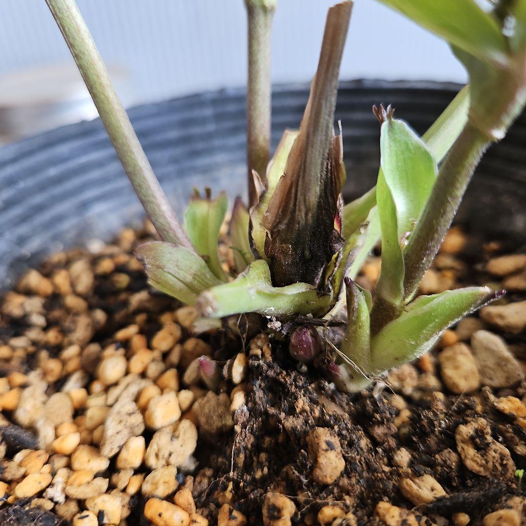 ㉖-291クリスマスローズ