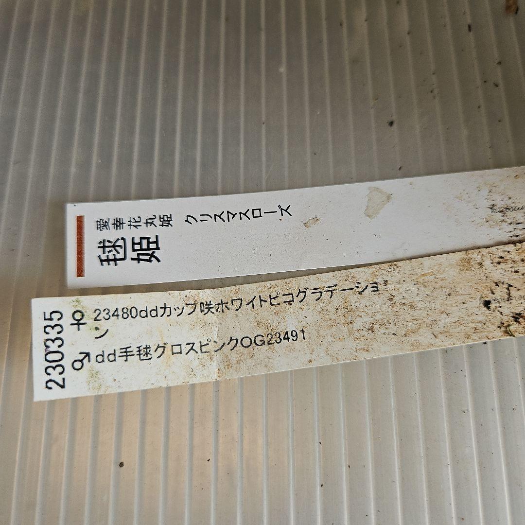 ㉖-291クリスマスローズ