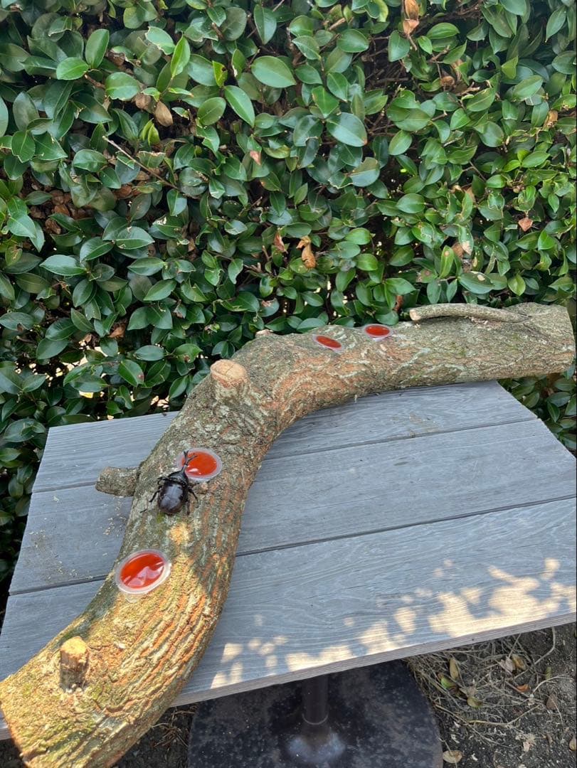 超巨大クヌギ登り木90センチ級　エサ皿　カブトムシ　クワガタ