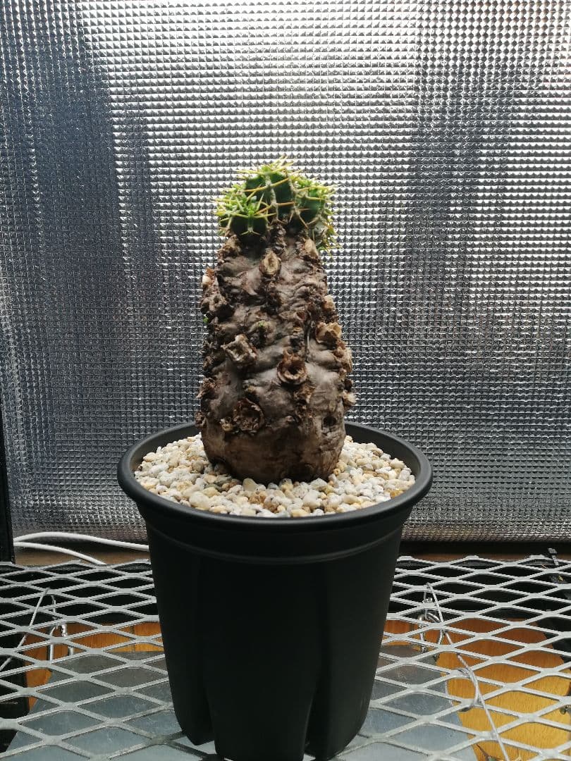 美株‼️ユーフォルビア ムランジーナ